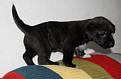 Jack Russell Cairn Terrier Cross