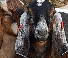 Anglonubijské kozy prodám