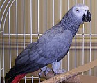 Papoušek šedý žako