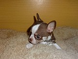 Tiny Chihuahua štěňata