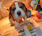 Krásné štěňátka beagle na prodej
