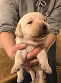 Labradorský retrívr štěňata na prodej