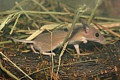 Myška africká - minimyš (Mus minutoides)