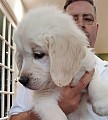 Adorable Beagle štěňcuie and lovely Top Pedigree Zlatý reata