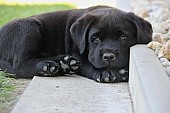 Labrador - nabídka štěňátek