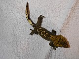 Pagekon řasnatý - Rhacodactylus ciliatus