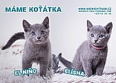 Ruská modrá koťata