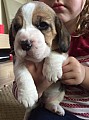 Krásné štěňátka Beagle na prodej