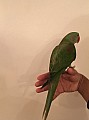 Mladý přátelský Super Silný Tame Alexandrinský papoušek