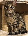 Jako očekávané Superb kvalitní F3c samice Savannah koťata