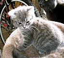Péče o americké Bobtail koťata
