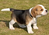 Roztomilé a nejlepší štěňátka beagle