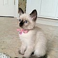 Rozkošná a sladká siamská koťata