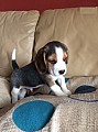 rodokmen štěně beagle