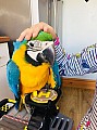 Ručně zkrocený papoušek papoušků