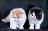 Čisté plemeno perzské kotě