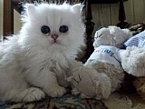 Roztomilé perské koťata k dispozici
