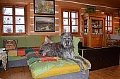Deerhound - skotský jelení pes
