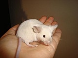 Vymazlené čenooké myšky z ChS
