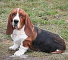 Baset-Basset hound