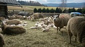 Ovce texel prodej jehnic do chovu v biokvalitě