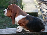 Baset-Basset hound