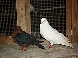 Benešovský holub a holub Hýl