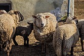 Prodej ovcí