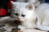 Britská stříbřitě stínováná kočička s PP