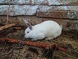 králík - samice