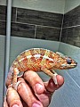 Chameleon Pardali Tamatave - samecek