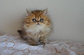 Kočička zlaté perské činčily