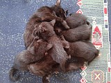 Černá koťata s mramorováním