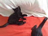 Černé kotě s mramorováním