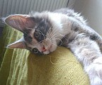 Krásná koťátko mainské mývalí-