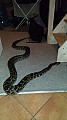 Krajta tmavá (Python bivittatus) dospělý samec