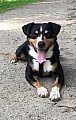 Appenzellský salašnický pes-daruji 6 letého psa