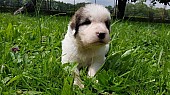 Zadám štěnátka - Český horský pes s PP (průkazem původu)