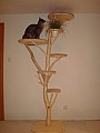 Kočičí strom /škrabadlo/kočka/koťata