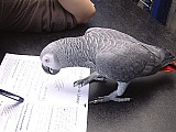 zdravý a aktivní šedý africký papoušek.