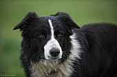 Ztracený pes:černobílá border collie