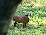 kamerunska ovce beranek jehnička