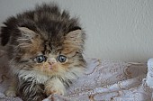 Koťátka perské činčily