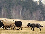 Holandský ovčák s PP