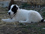 Středoasijský pastevecký pes s PP