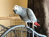 papoušek žako