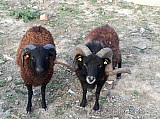 beránky ovce ouetssantské