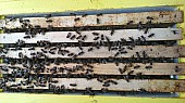 Včelí oddělky 39x24 na 5ti rámcích