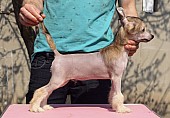 Čínský chocholatý pes s PP - naháč