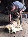 Stříhání ovcí a úprava paznehtů